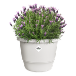 amiga rond 25cm blanc soie